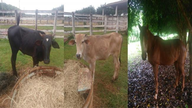 ANIMAIS APREENDIDOS PODEM IR A LEILÃO